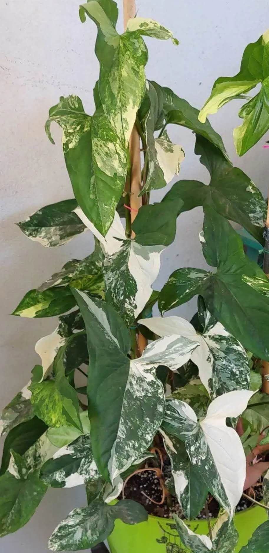 Syngonium Albo